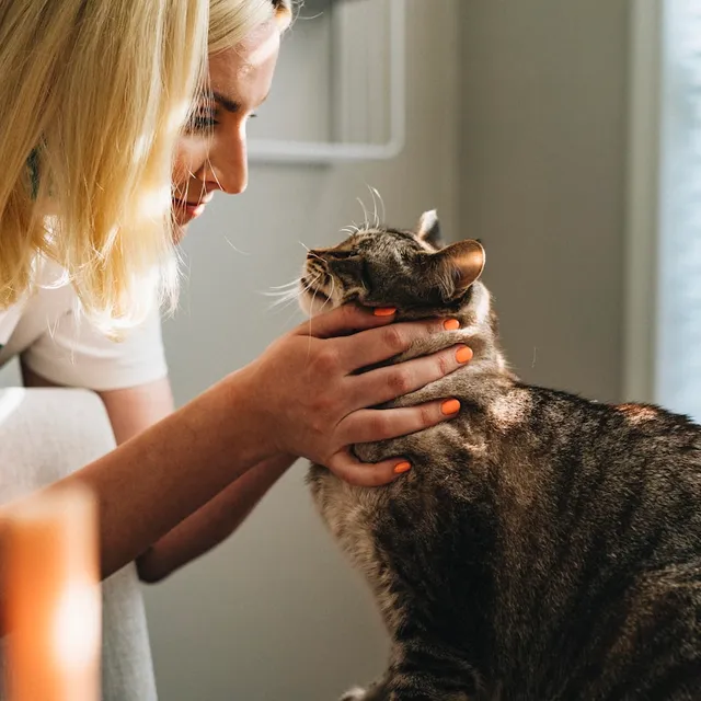 Veterinaria revisando a un gato en consulta