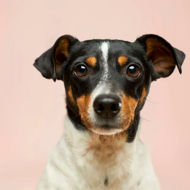 Jack russell después de su baño