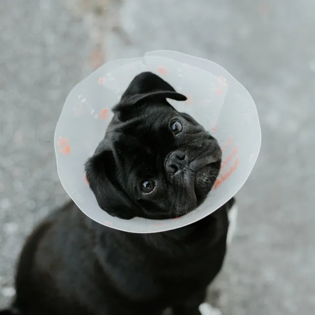 Perro recuperándose de cirugía con collar isabelino