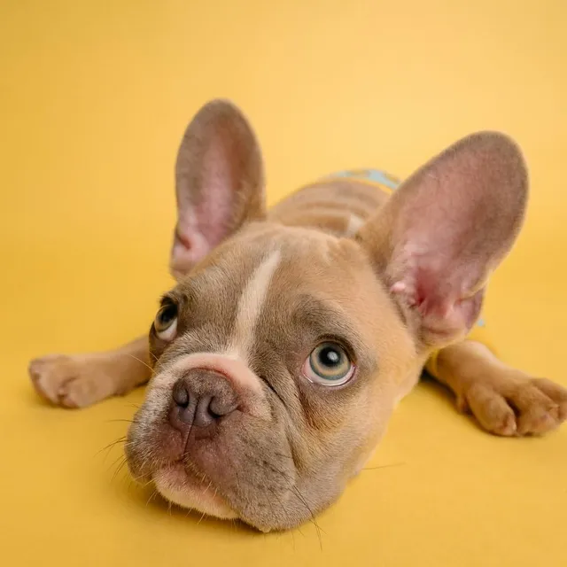 Bulldog francés relajado después del spa