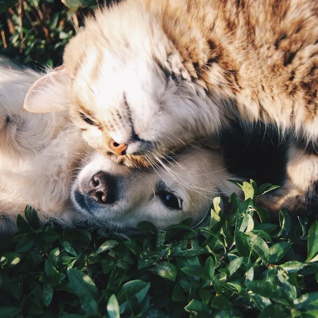 Gato y perro descansando juntos