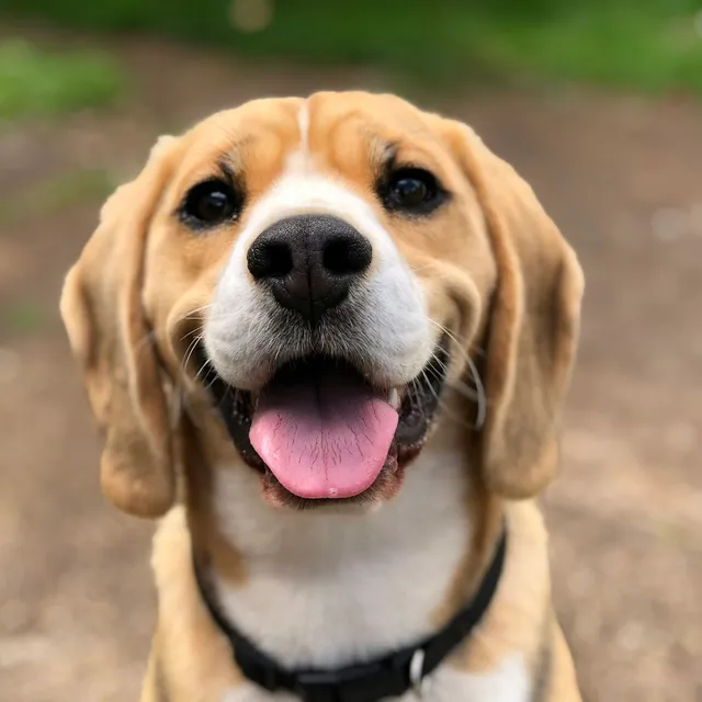 Beagle sonriendo después de su consulta