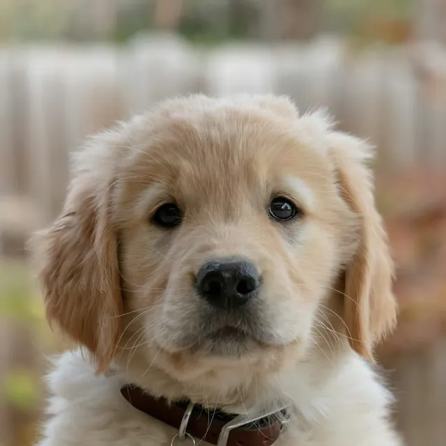 Cachorro golden retriever en su primer baño