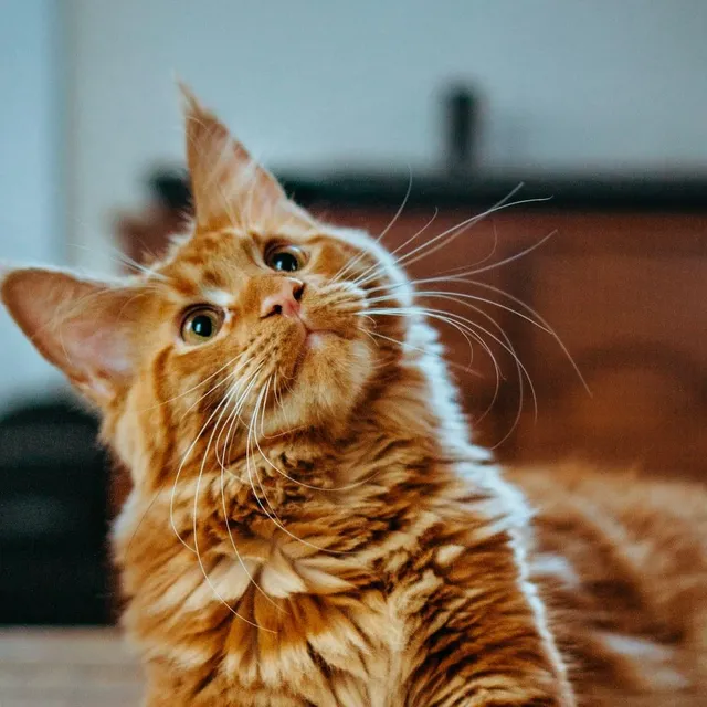 Gato naranja en la sala de espera