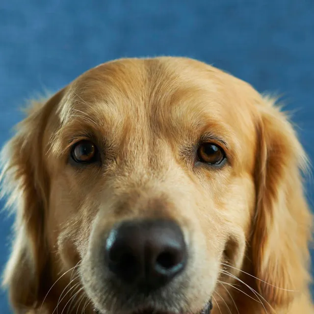 Golden retriever con el pelo brillante tras el deslanado