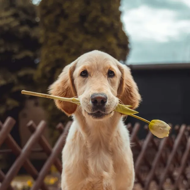 Cachorro golden retriever en su primera visita