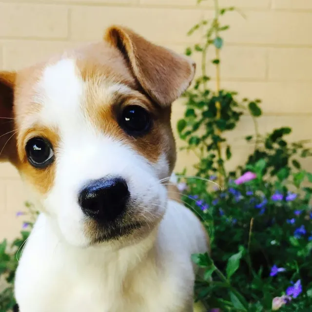 Cachorro jack russell esperando su turno