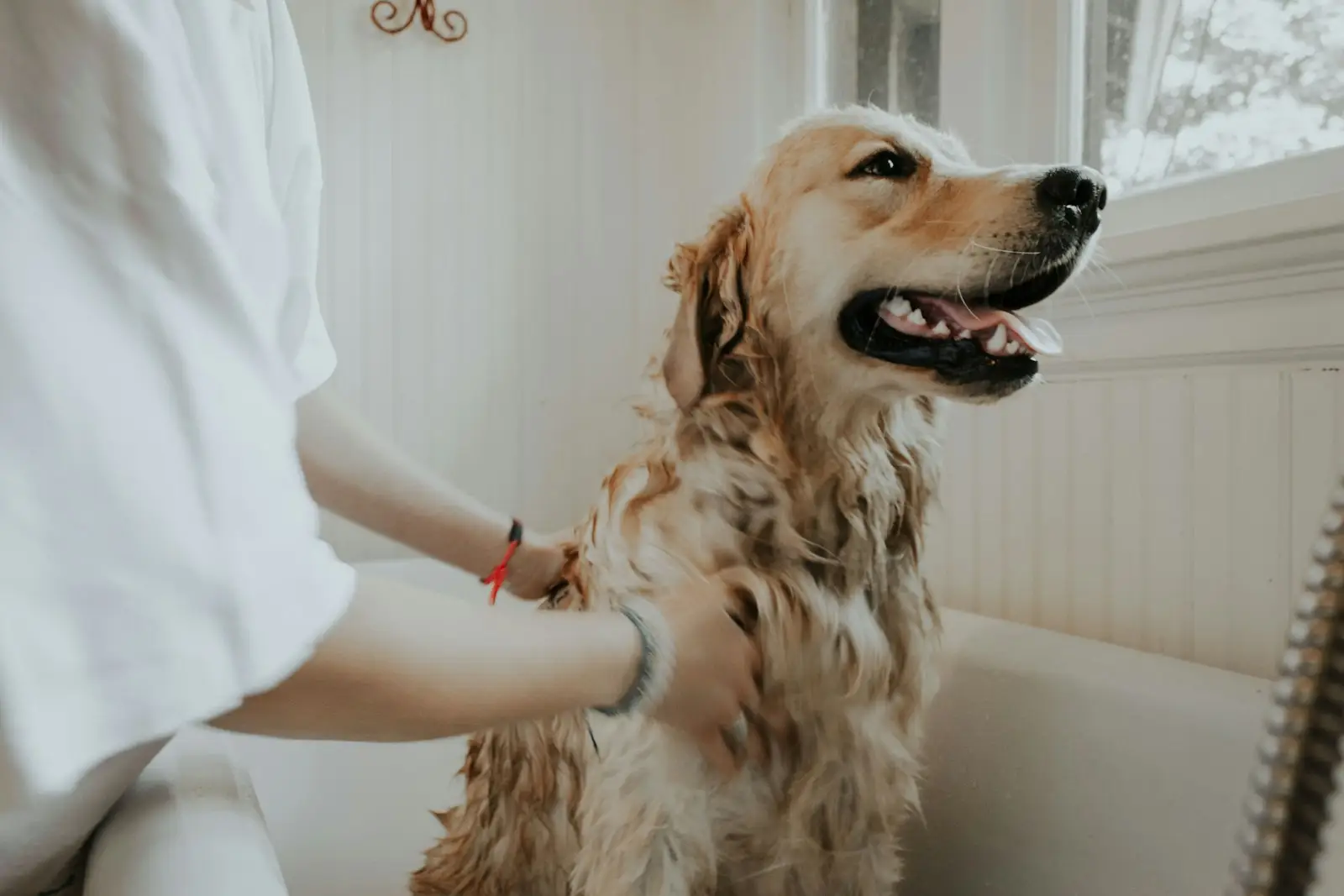 Médica veterinaria revisando a un perro golden retriever en consulta