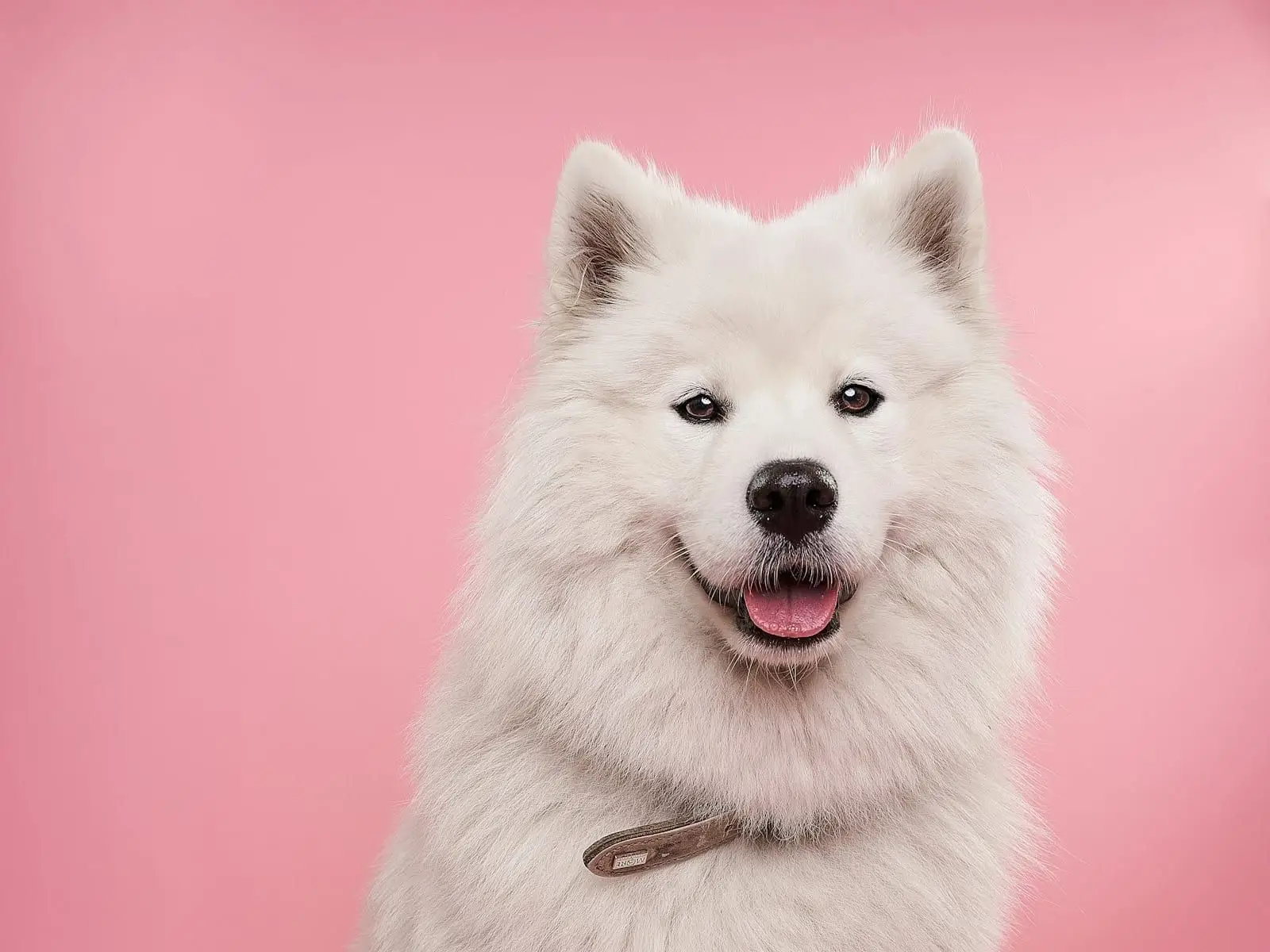 Perro samoyedo recién bañado y cepillado, sonriendo